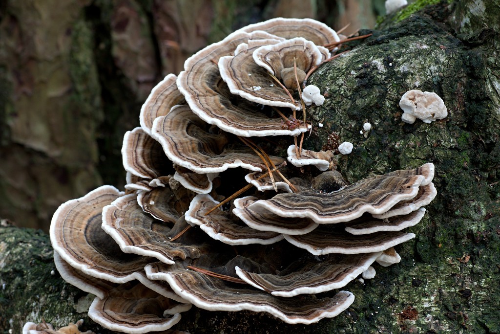paddenstoel paddenstoelen paddestoel paddestoelen schimmel zwam schimmels zwammen hdr paddo paddos champignon champignons herfst najaar